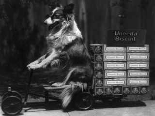 Illustration for article titled Vintage Photos Reveal Century-Long Obession with Dressing Up Pets